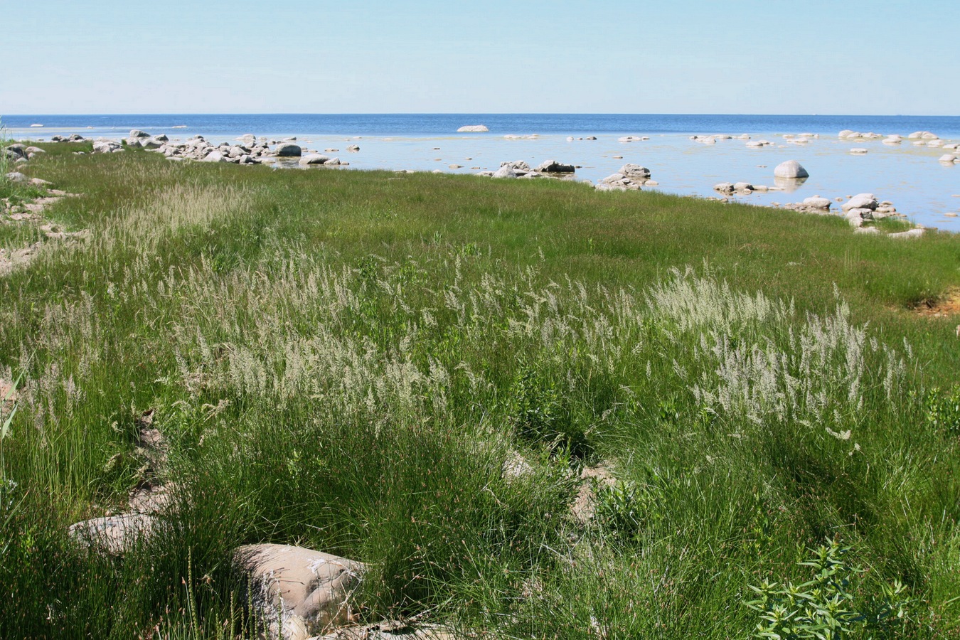 Изображение особи Calamagrostis groenlandica.