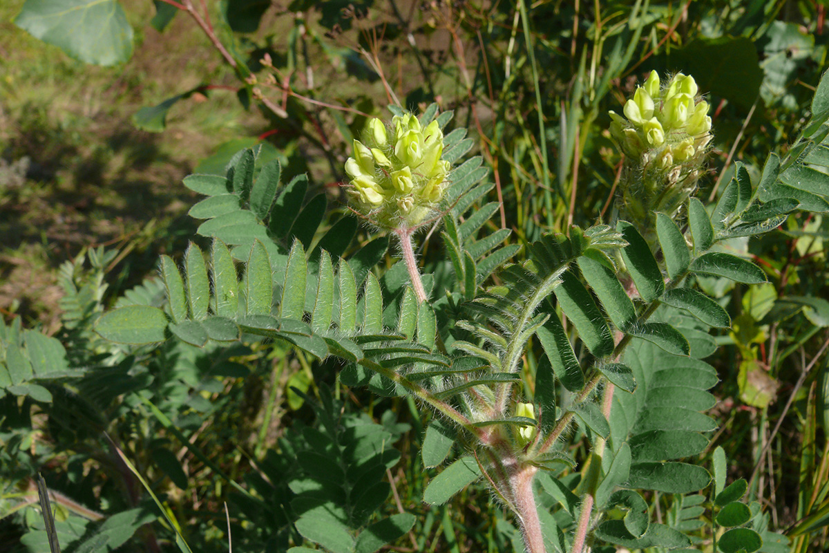 Image of Oxytropis pilosa specimen.