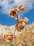 Helianthemum ovatum. Верхушка побега с соплодием со вскрывшимися плодами (семена осыпались). Адыгея, Кавказский биосферный заповедник, ур. Яворова Поляна, ≈ 1900 м н.у.м., каменистая россыпь. 03.10.2015.