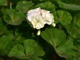 Pelargonium hortorum