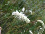 Sanguisorba parviflora. Соцветие. Санкт-Петербург, Курортный р-н, ~в 3 км к ЮЗ от ж.-д. ст. Дибуны, опушка леса, около пересечения газопровода и грунтовой дороги, посадки. 11.09.2020.