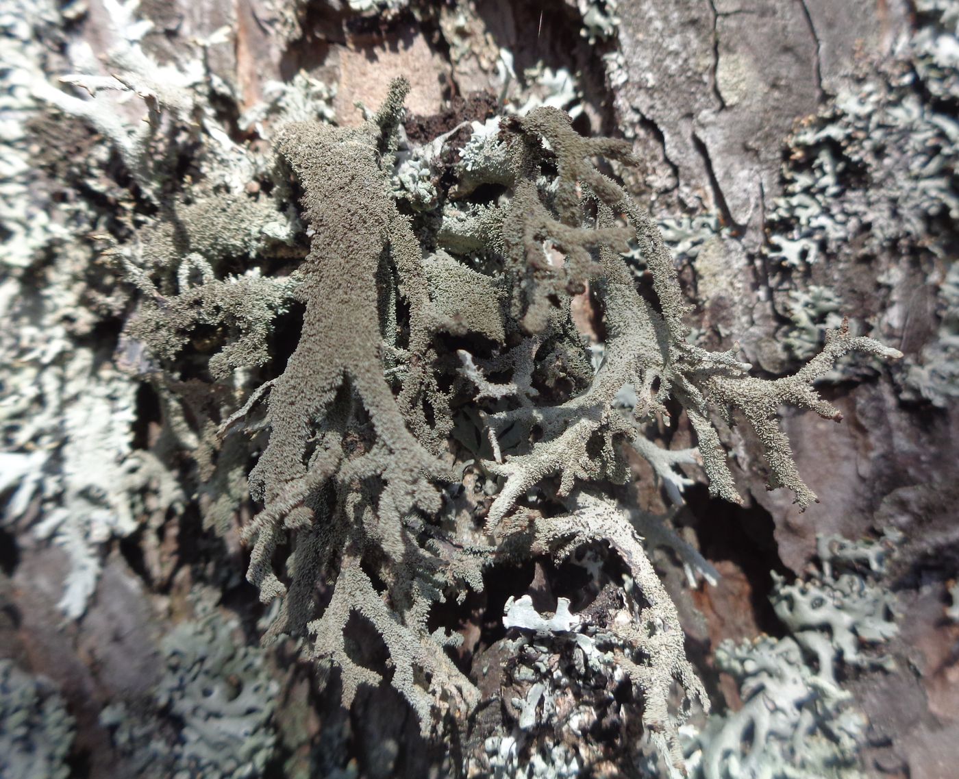 Image of genus Pseudevernia specimen.