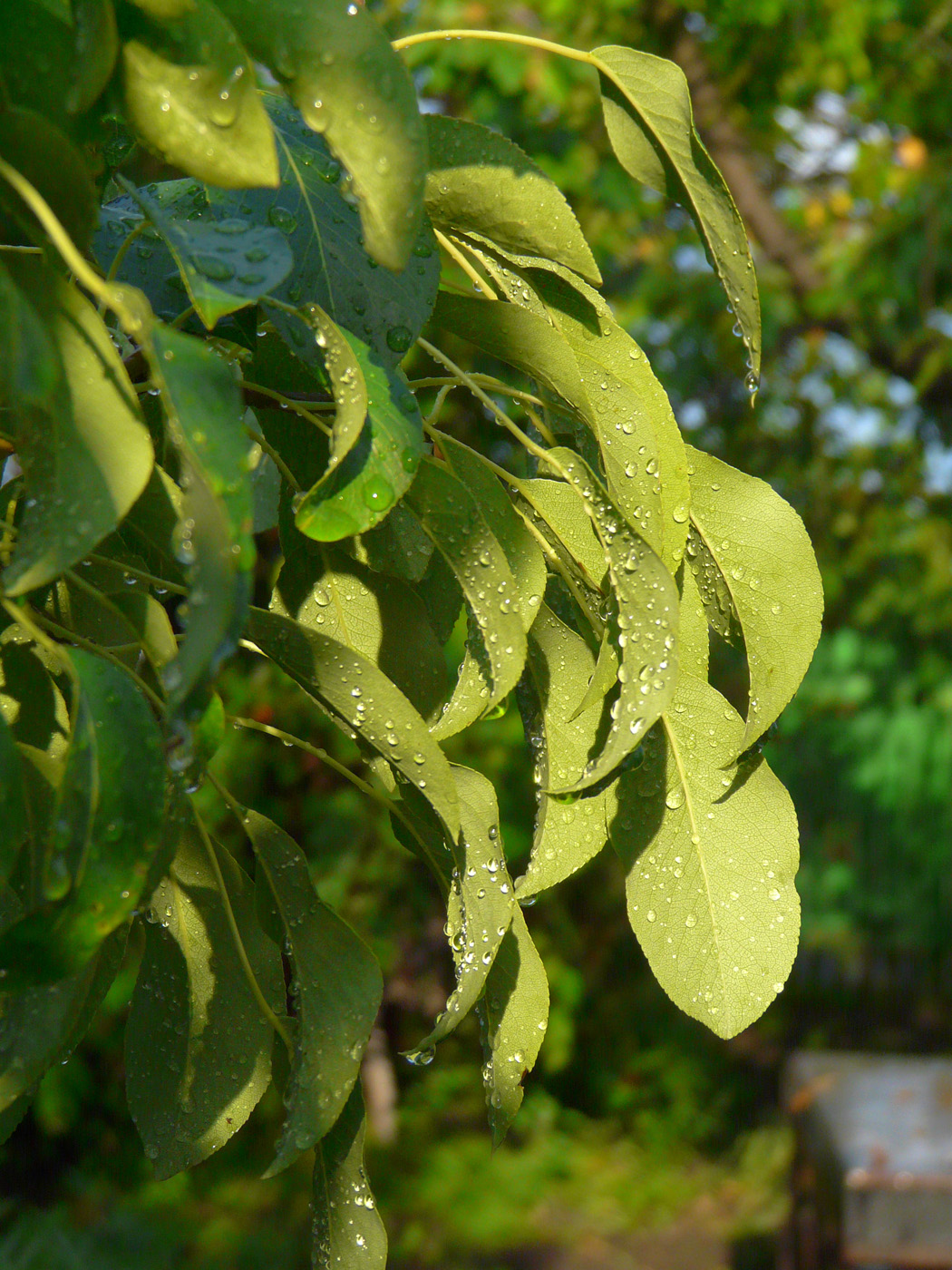 Image of Pyrus communis specimen.