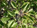 Rhamnus cathartica