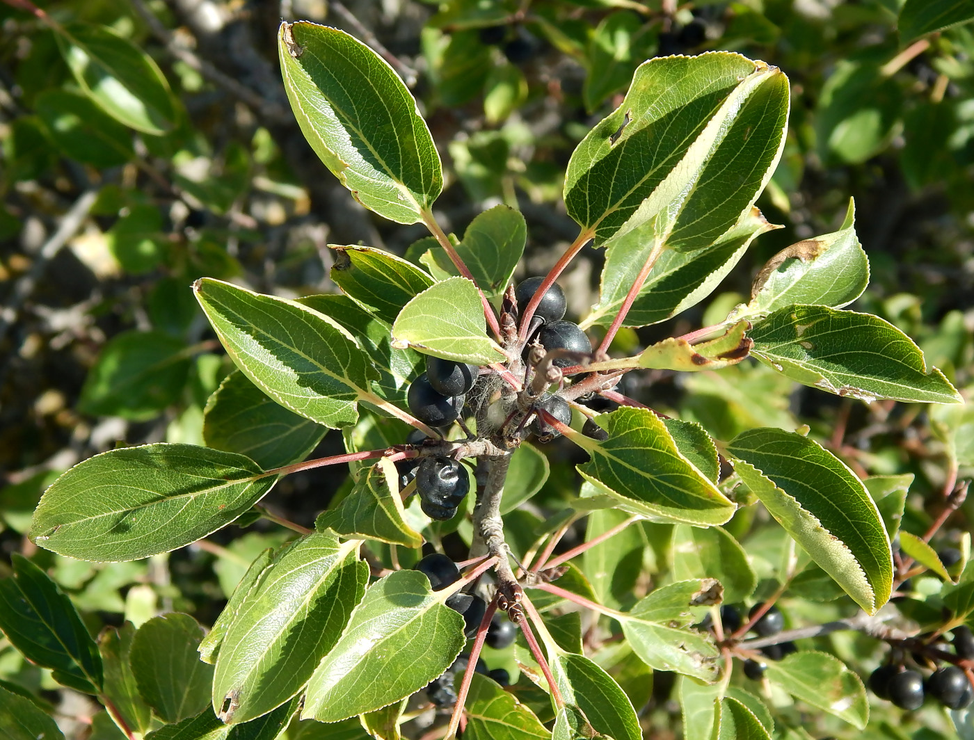 Image of Rhamnus cathartica specimen.