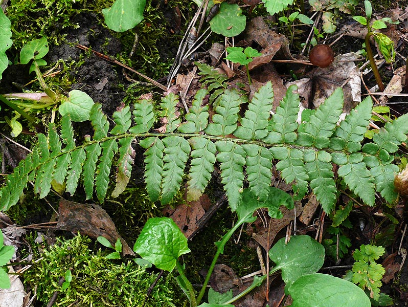 Изображение особи Polystichum &times; luerssenii.