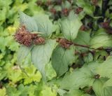 Kolkwitzia amabilis