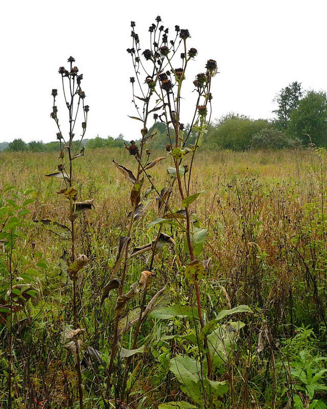 Изображение особи Inula helenium.