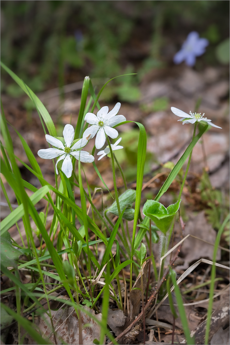 Image of Hepatica nobilis specimen.