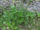 Anemonastrum speciosum. Основание цветущего растения. Кабардино-Балкария, Эльбрусский р-н, долина р. Ирикчат, ок. 2900 м н.у.м., среди камней. 06.07.2020.