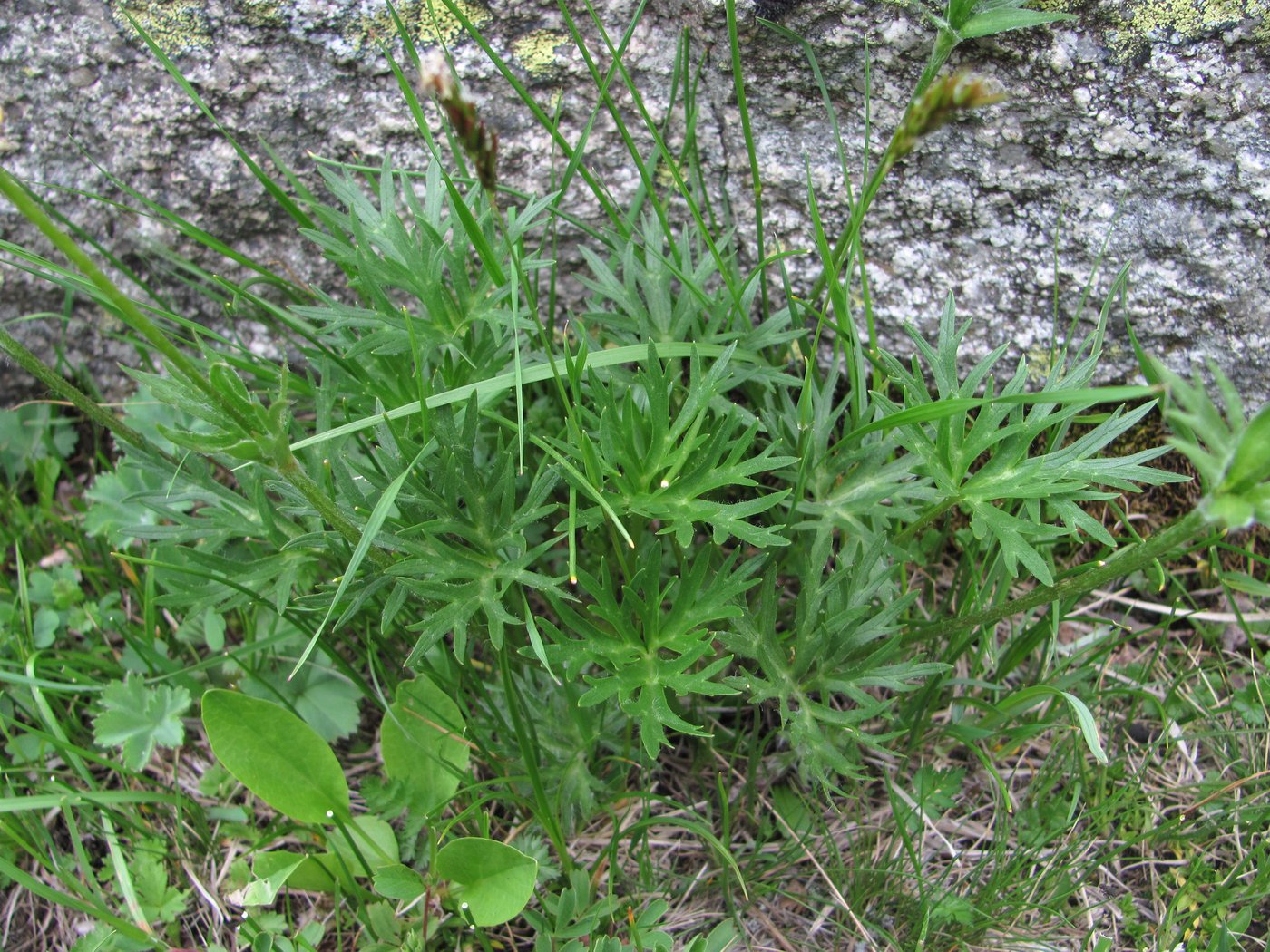 Image of Anemonastrum speciosum specimen.