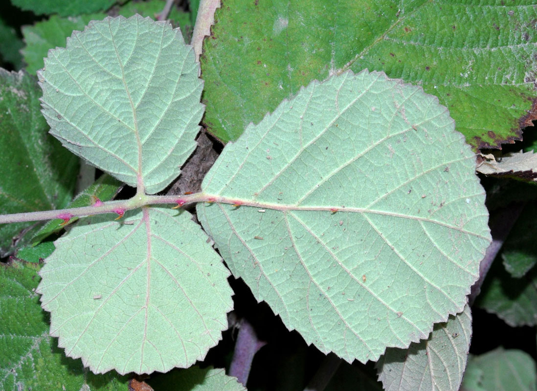 Image of genus Rubus specimen.