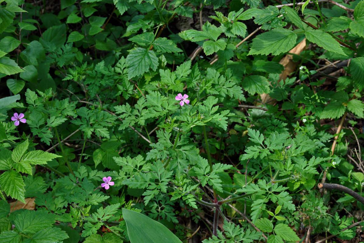 Изображение особи Geranium robertianum.