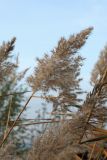 Phragmites australis