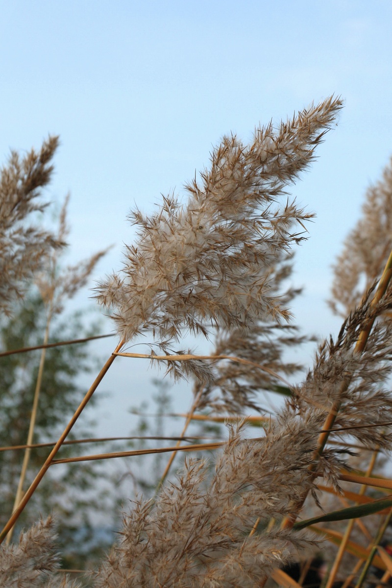 Image of Phragmites australis specimen.