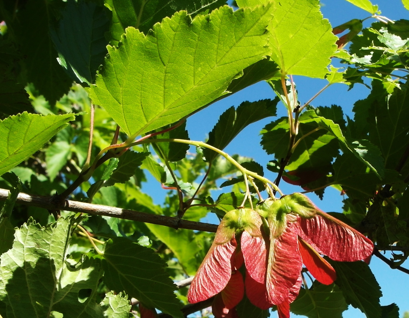 Image of Acer tataricum specimen.