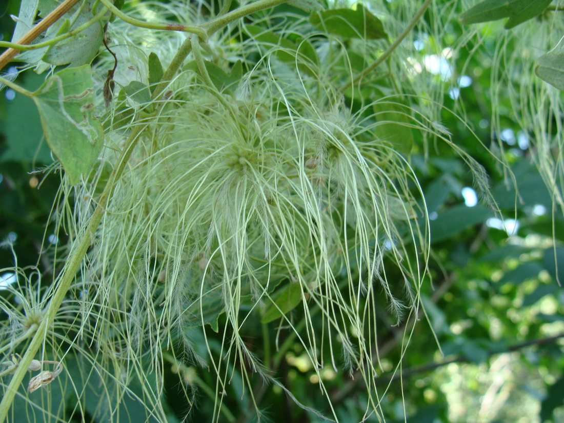 Изображение особи Clematis orientalis.