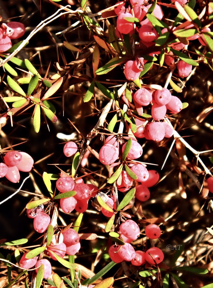 Изображение особи Berberis wilsonii.