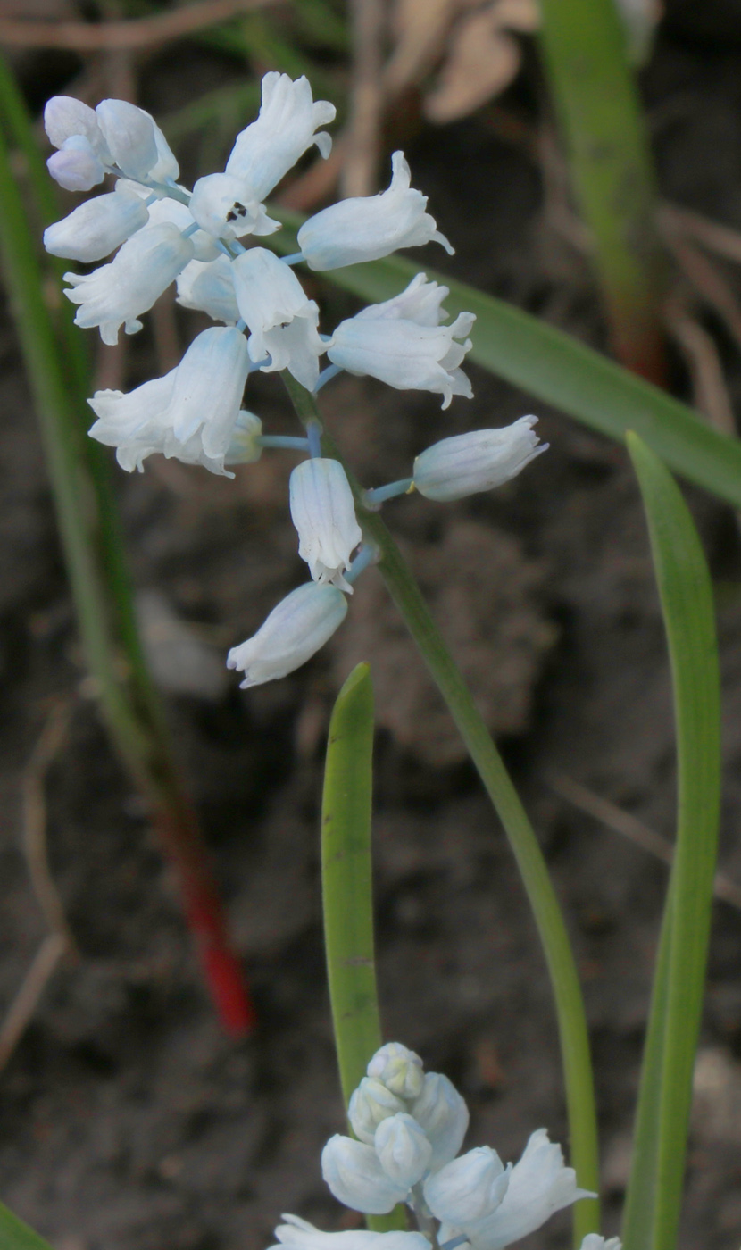 Image of Hyacinthella leucophaea specimen.