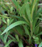 Pulmonaria angustifolia