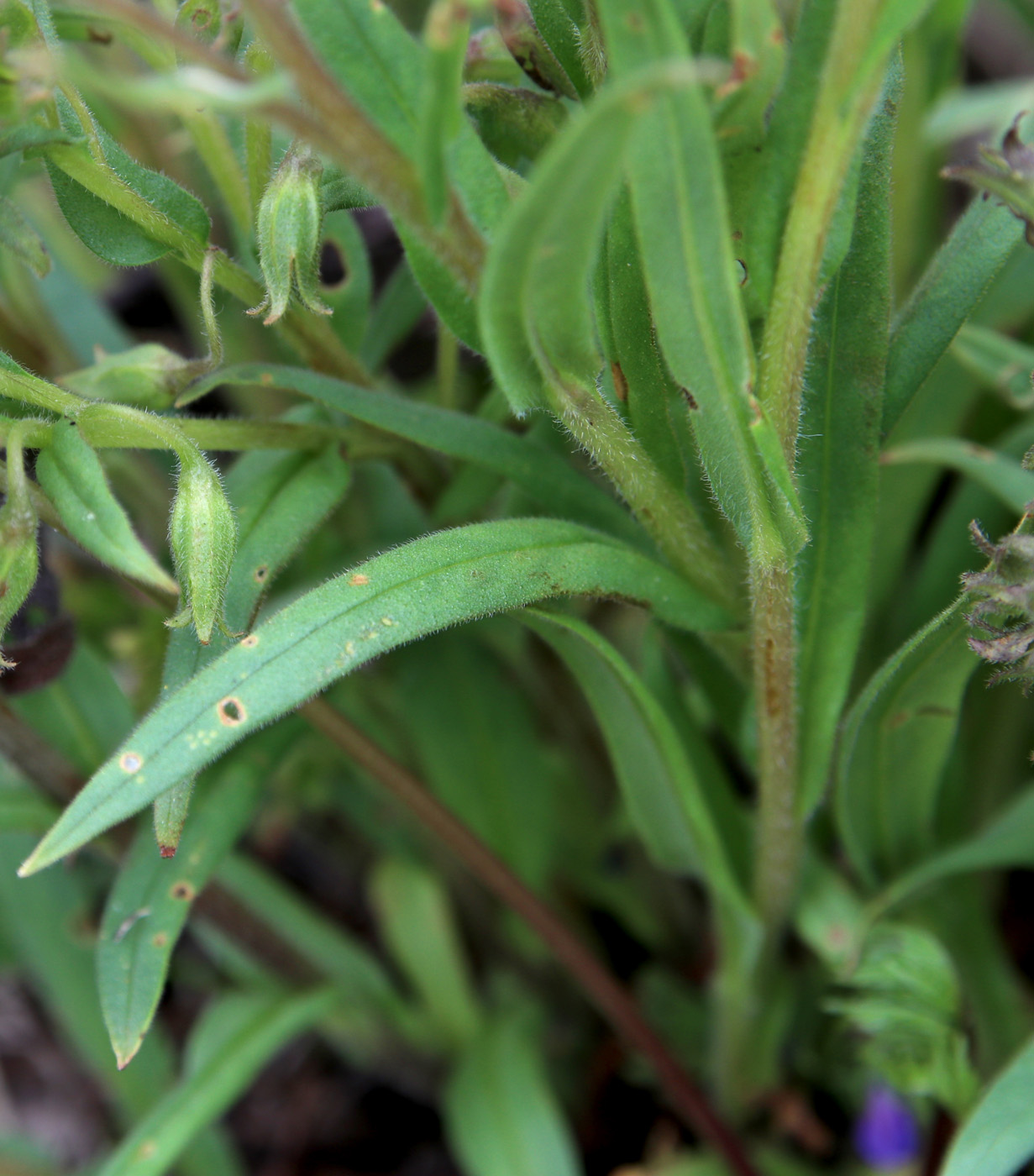 Изображение особи Pulmonaria angustifolia.