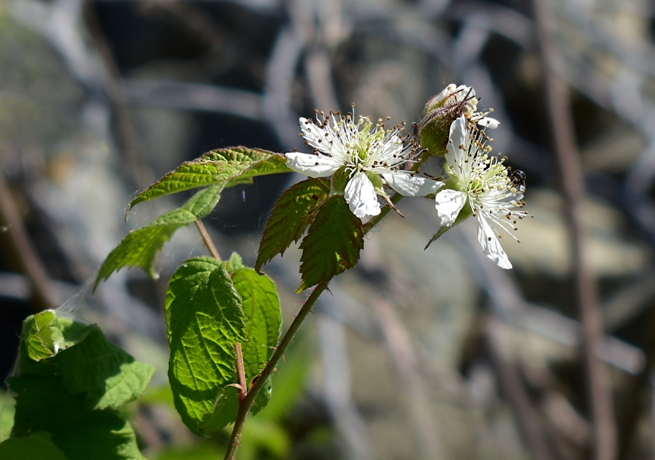 Изображение особи Rubus caesius.