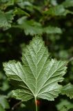 Ribes atropurpureum