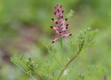 Fumaria officinalis