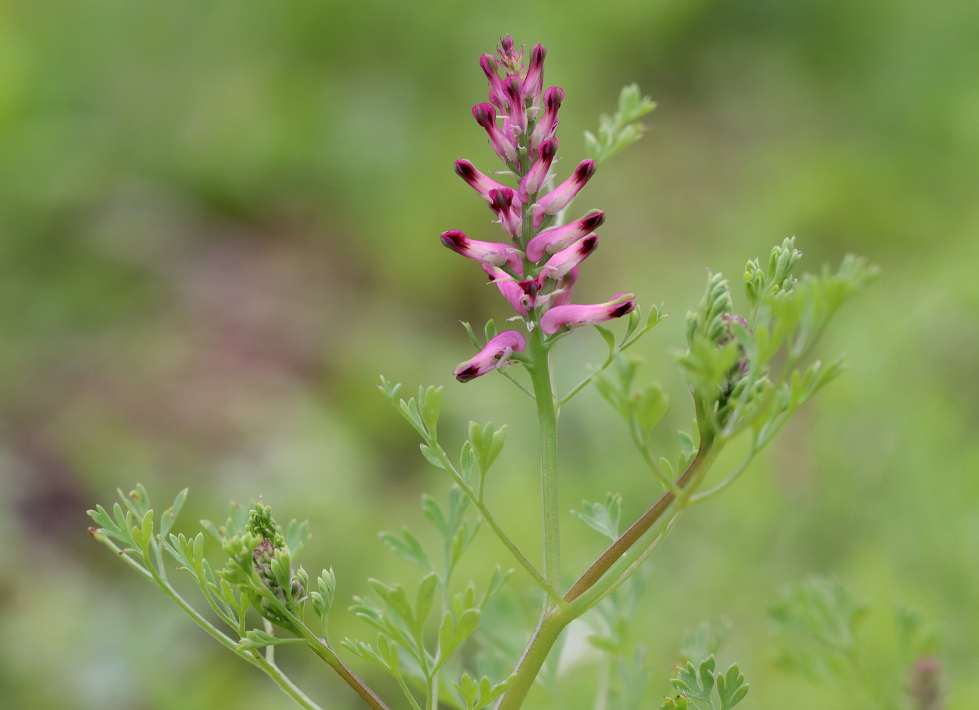 Изображение особи Fumaria officinalis.