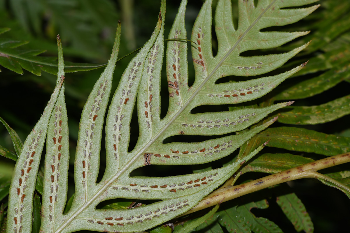 Изображение особи Woodwardia prolifera.