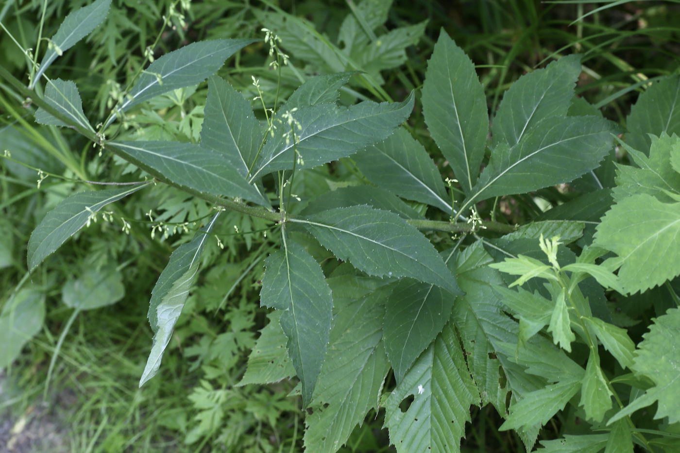 Image of Adenophora pereskiifolia specimen.