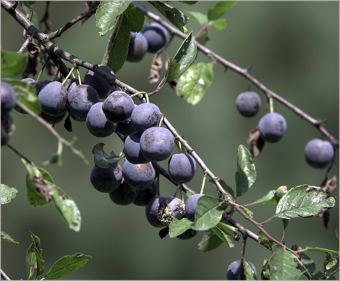 Image of Prunus spinosa specimen.