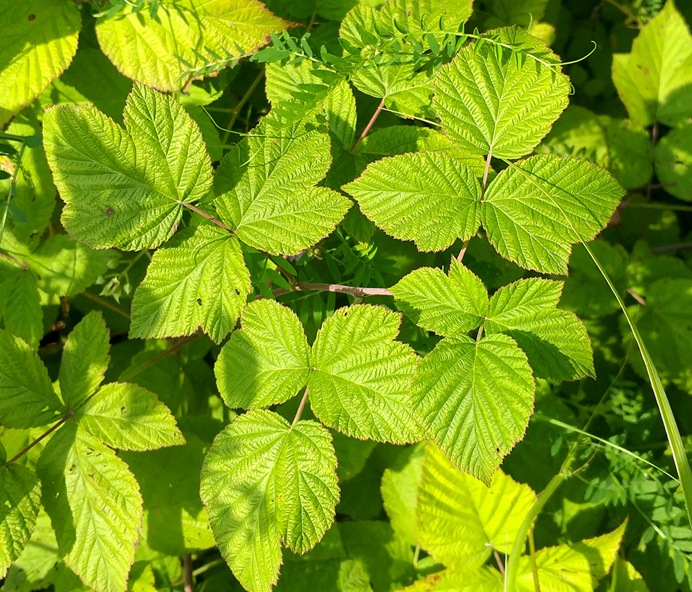 Image of Rubus &times; idaeoides specimen.