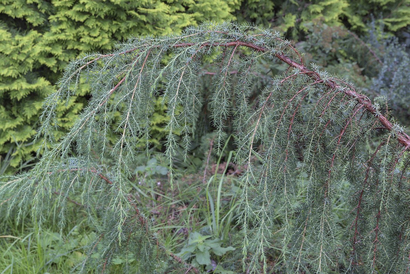 Изображение особи Juniperus communis.