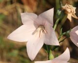 Platycodon grandiflorus