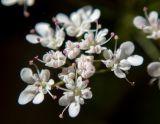 familia Apiaceae. Цветки. Греция, Эгейское море, о. Сирос, окр. пос. Галисас (Γαλησσάς), вершина холма. 21.04.2021.