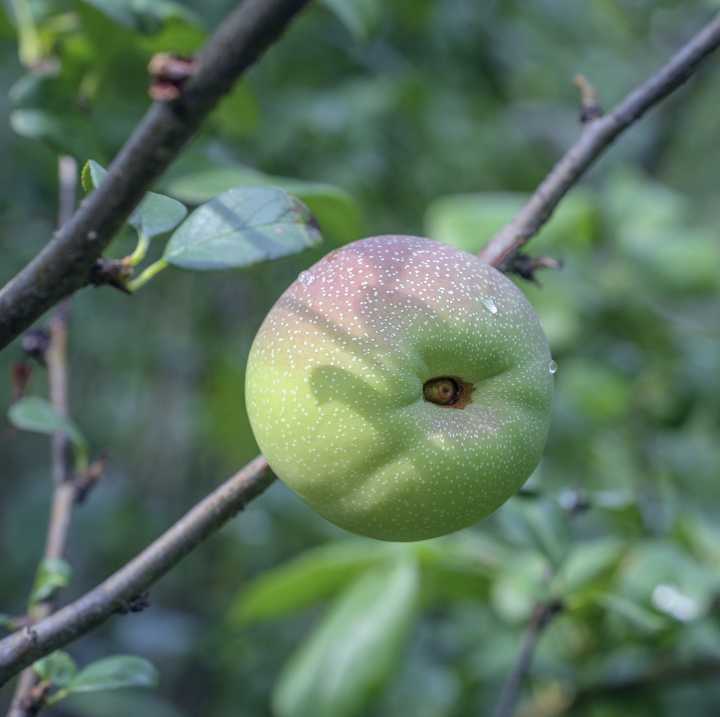 Изображение особи Chaenomeles &times; superba.