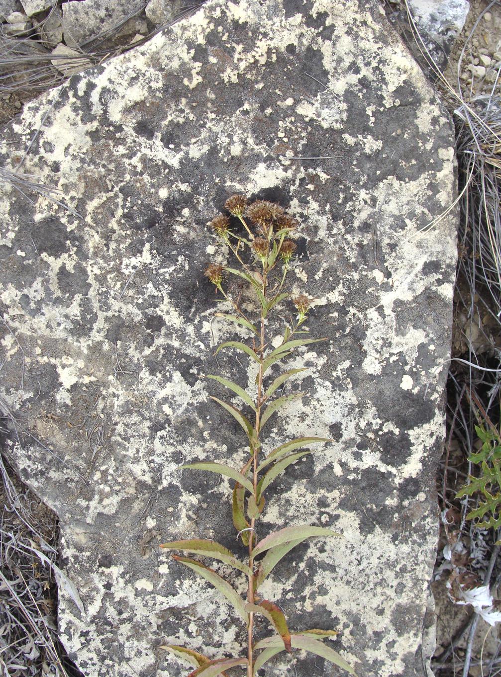 Image of genus Inula specimen.