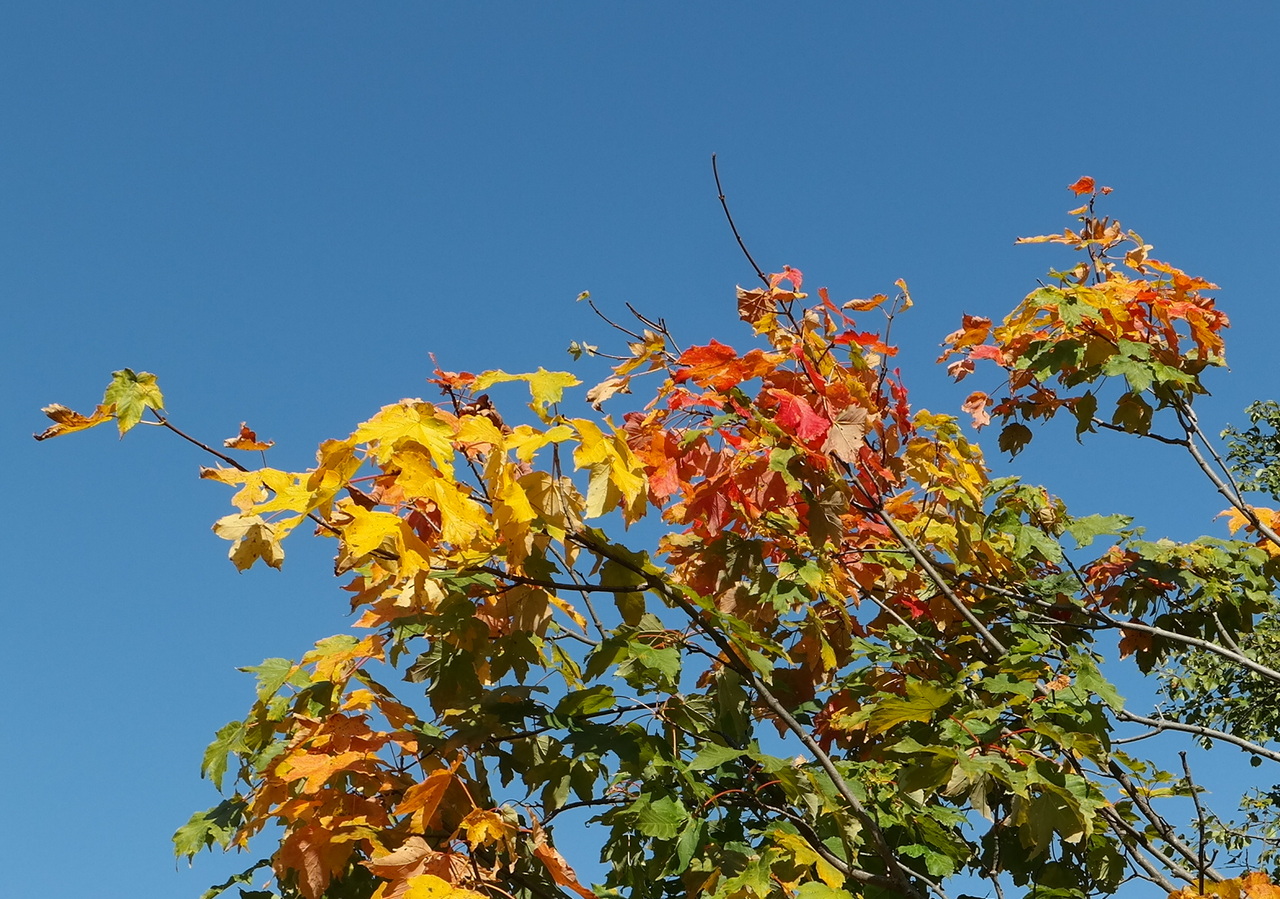 Image of Acer pseudoplatanus specimen.