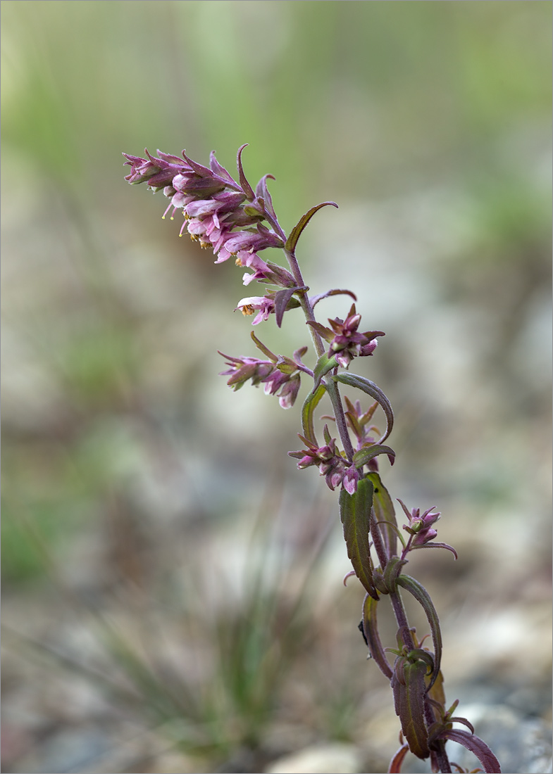 Изображение особи Odontites vulgaris.