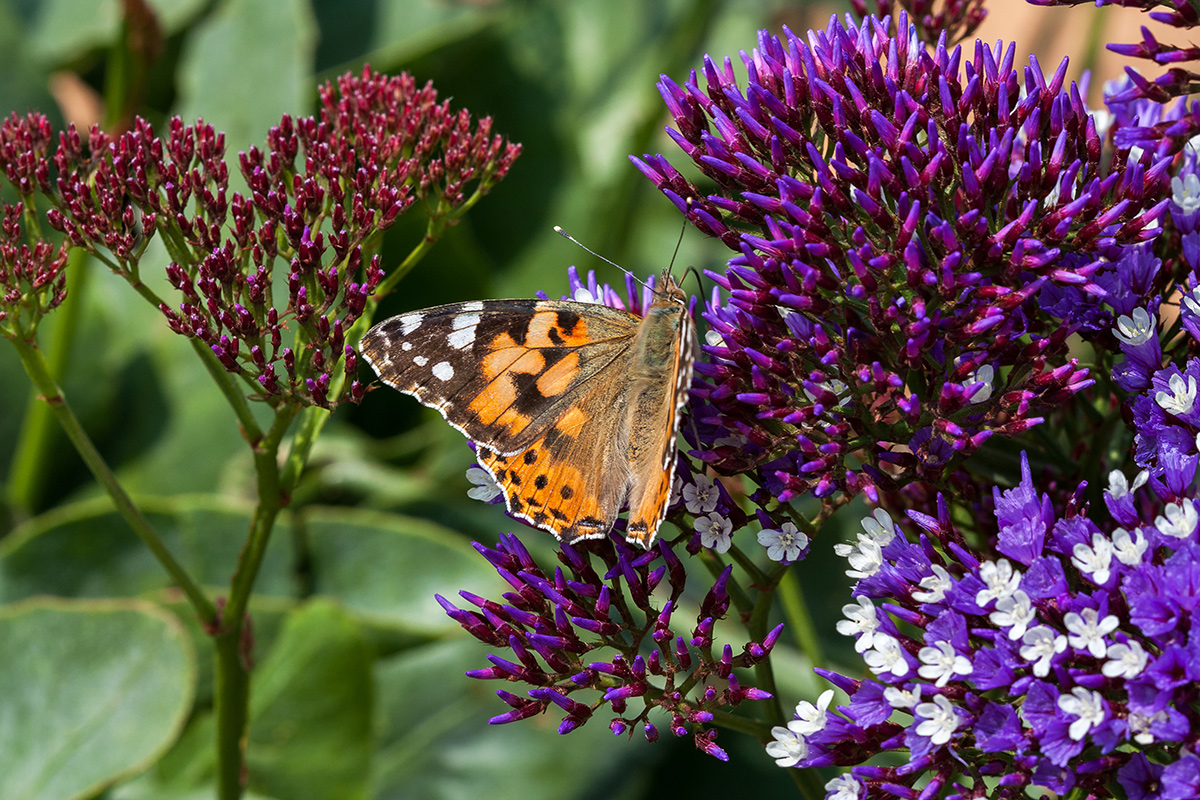 Image of Limonium perezii specimen.