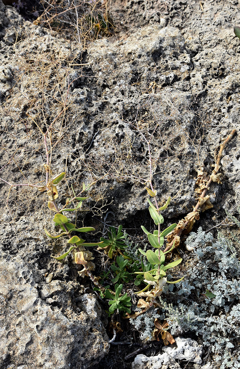 Image of Gypsophila perfoliata specimen.