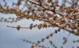 Ulmus pumila. Побег с соцветиями. Волгоградская обл., Калачёвский р-н, северное побережье Береславского водохранилища, окраина поля. 15.04.2021.