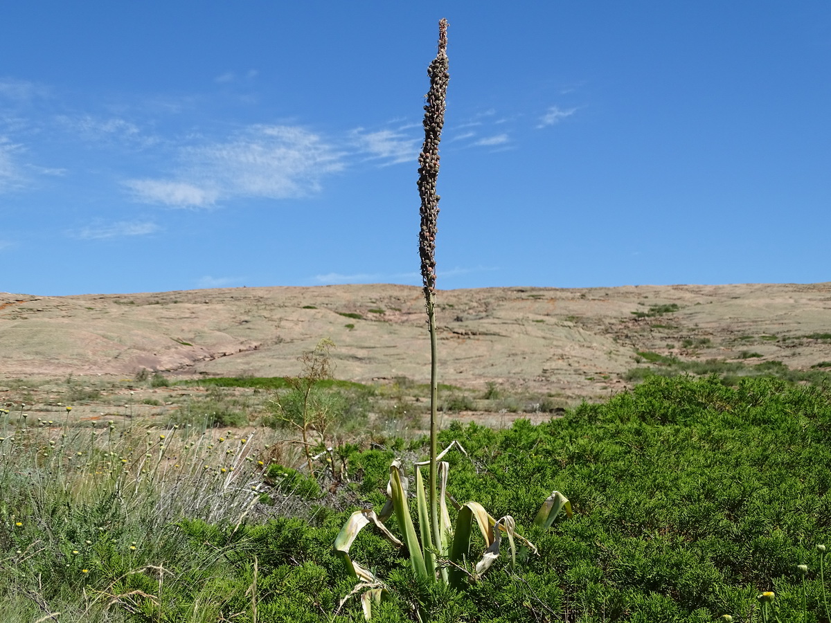 Изображение особи род Eremurus.
