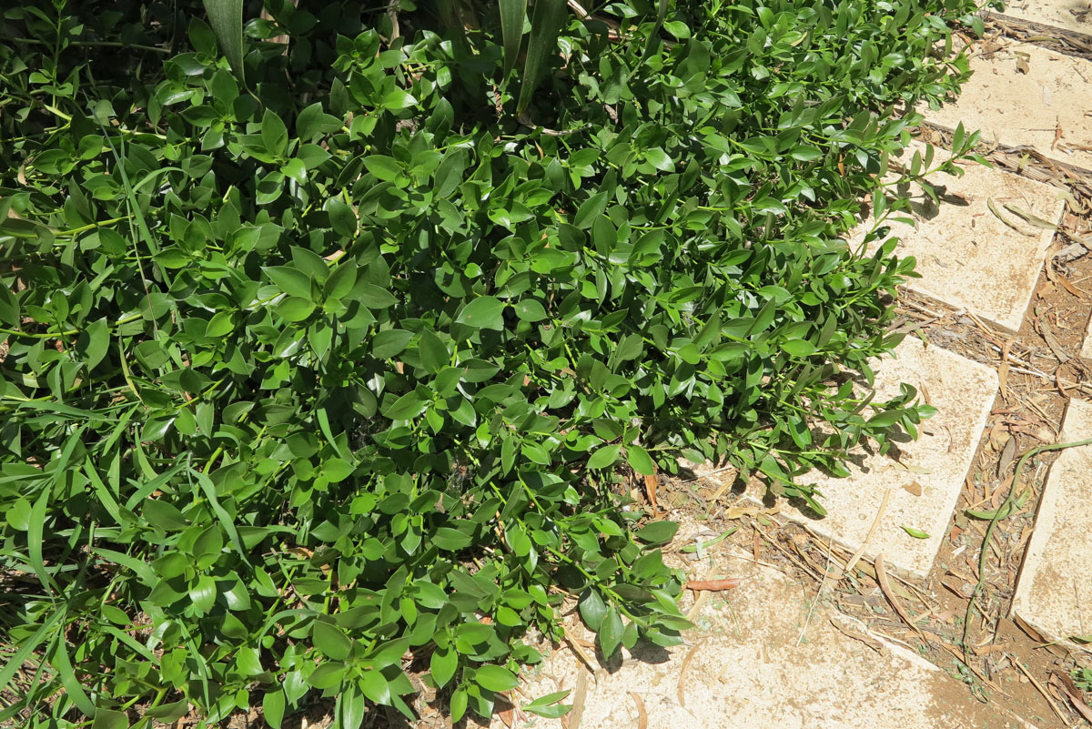 Image of genus Myoporum specimen.