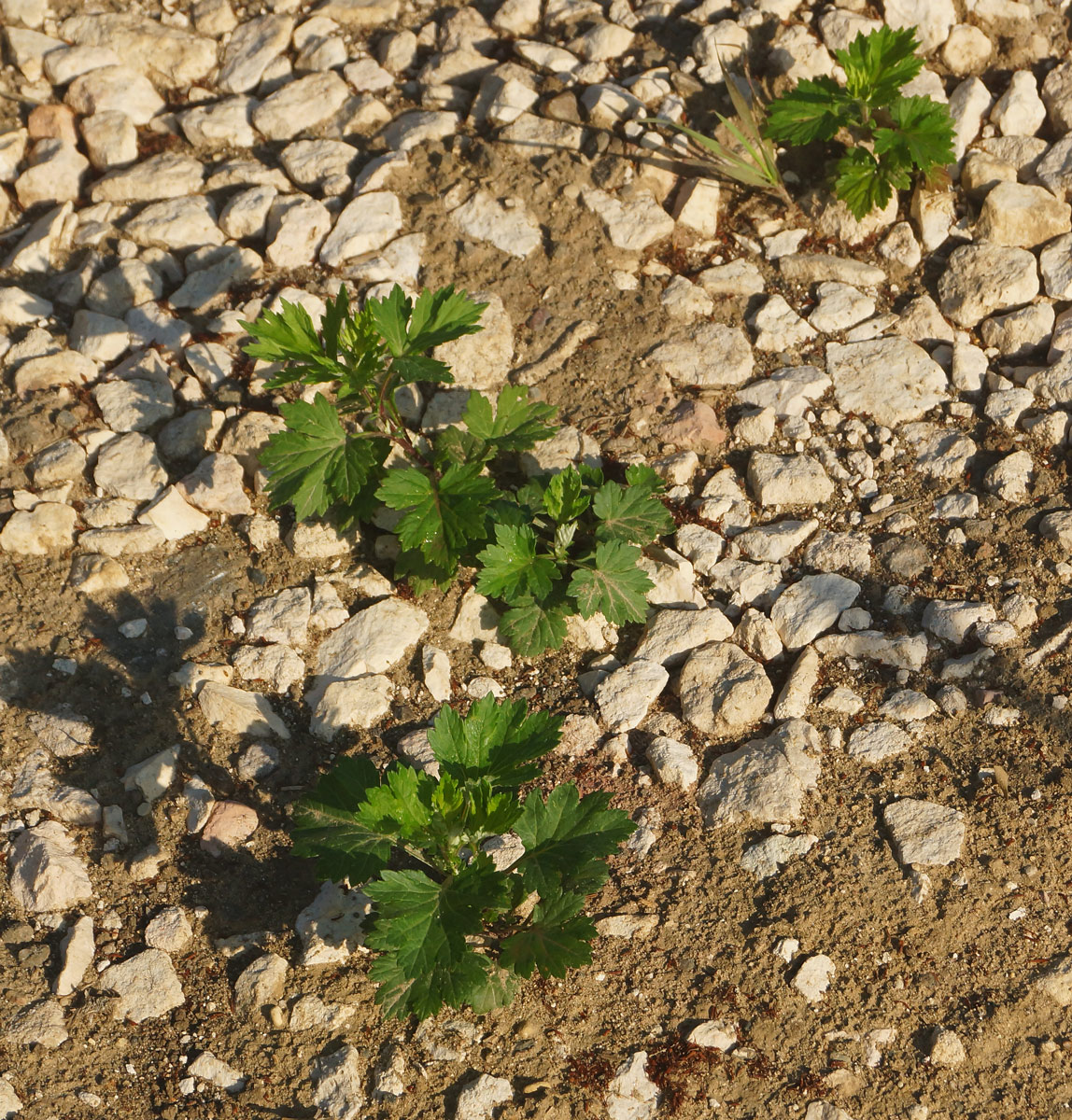 Image of Artemisia vulgaris specimen.