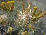 Cladochaeta candidissima