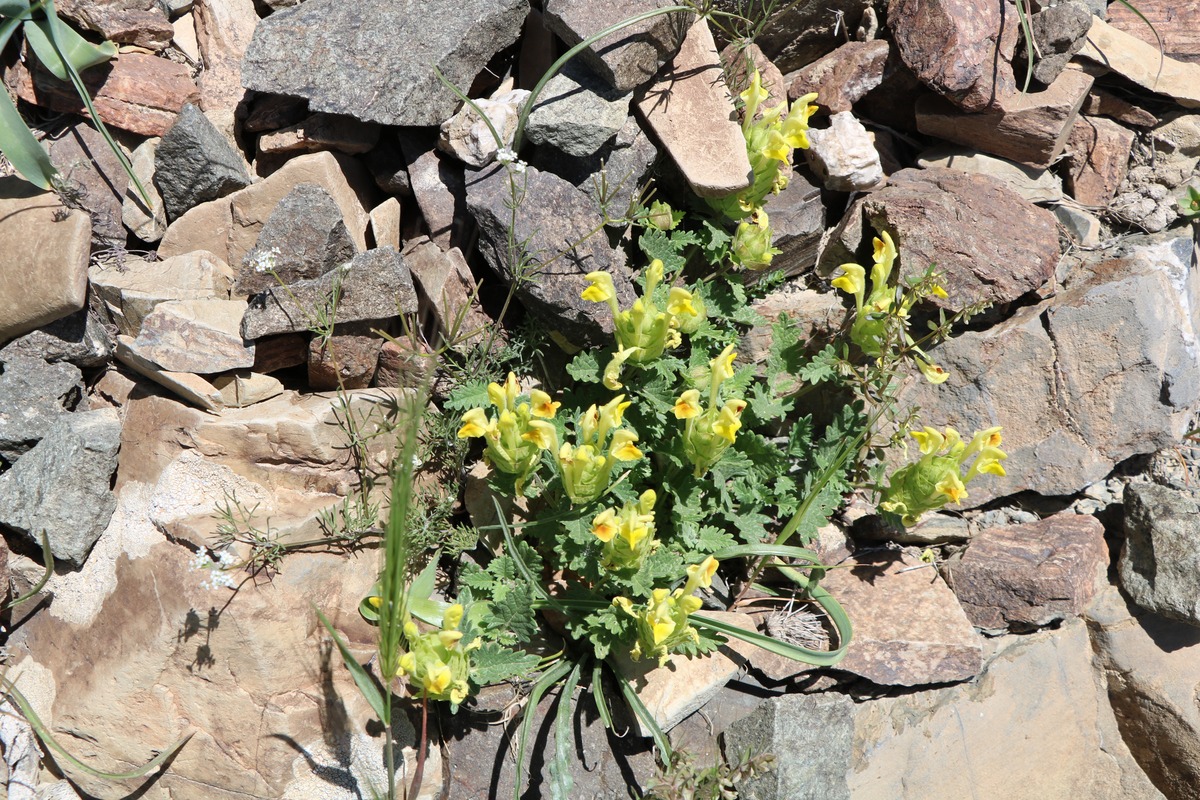 Image of genus Scutellaria specimen.