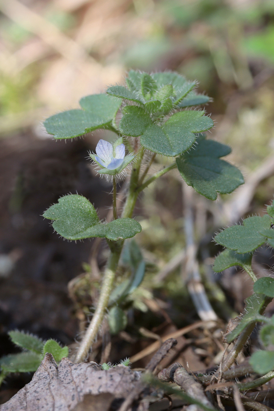 Image of Veronica sublobata specimen.