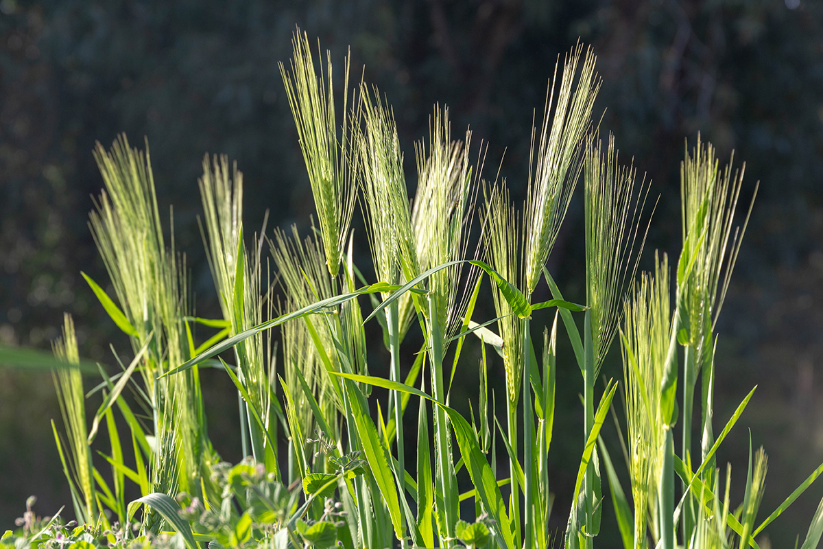 Изображение особи Hordeum spontaneum.